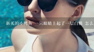 新买的小鳄鱼 一只眼睛上起了一层白膜 怎么办？ 用